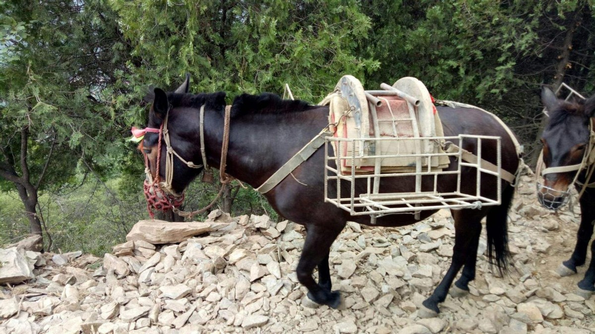 有马蹄铁的马和没马蹄铁的马,橡胶马蹄铁和普通马蹄铁的区别