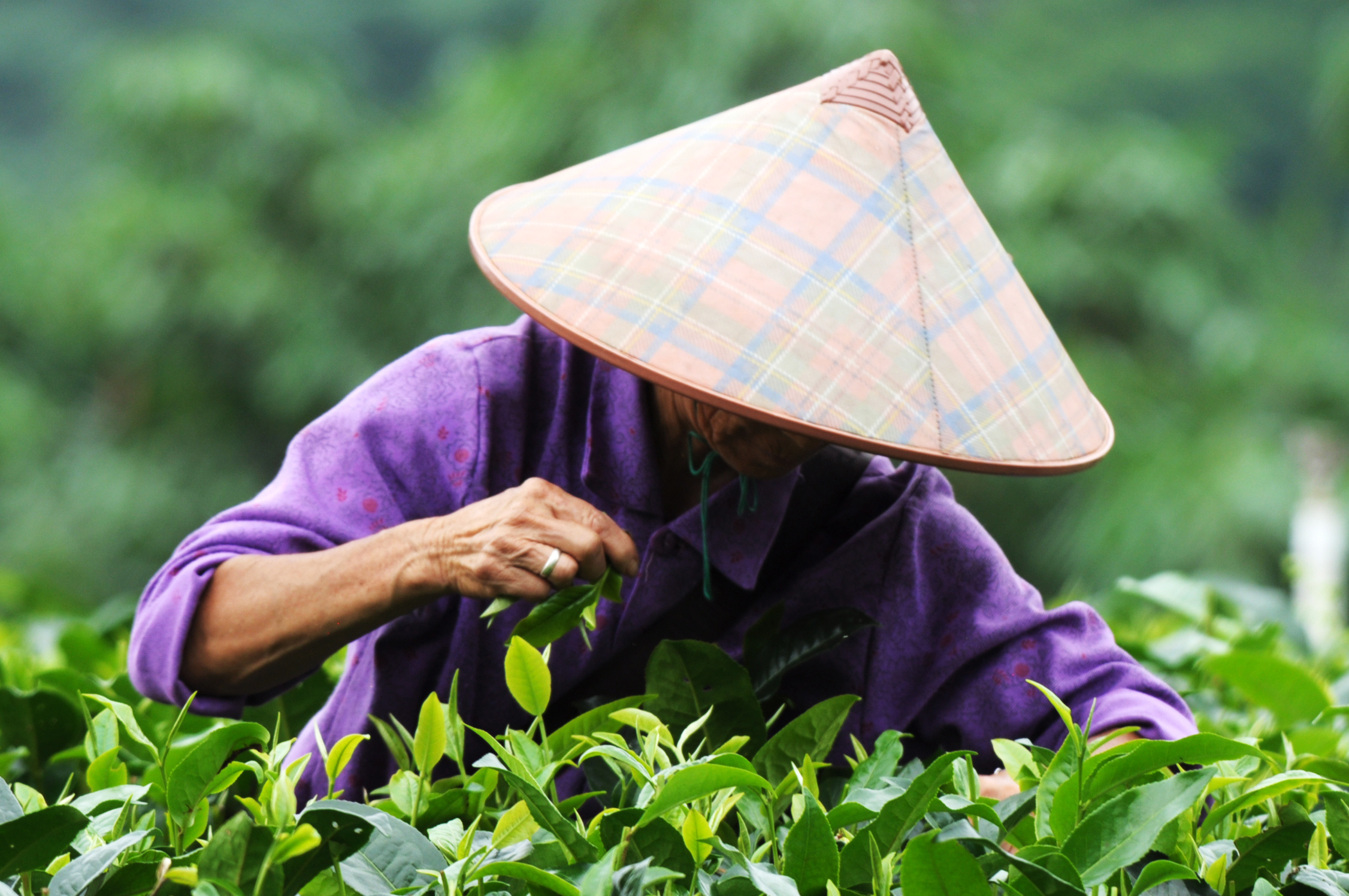 蜱虫致4位老人死亡,河南又一老人因蜱虫病死亡