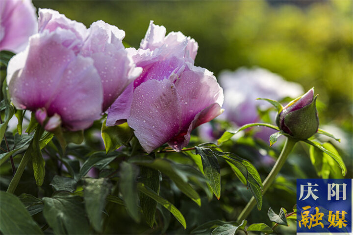 【美图庆阳】三月牡丹呈艳态,壮观人间春世界