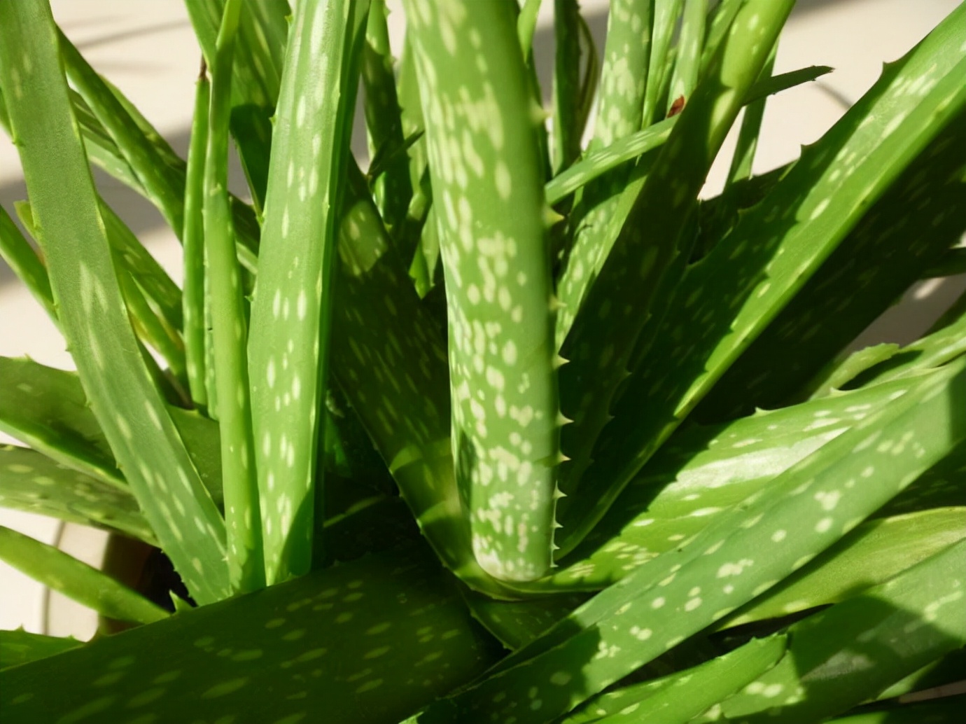 喜欢养花的人都会养什么花,喜欢养花的能不能养猫