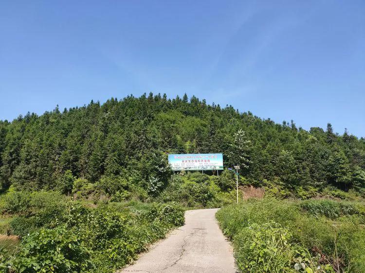 巍巍龙潭岭，大美杉树垌