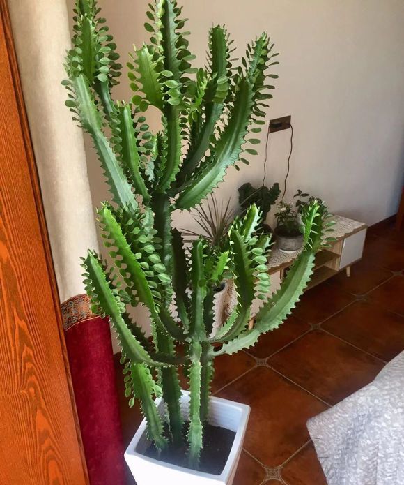 4种花颜值高养在家里超漂亮,家里养什么花招财又旺家