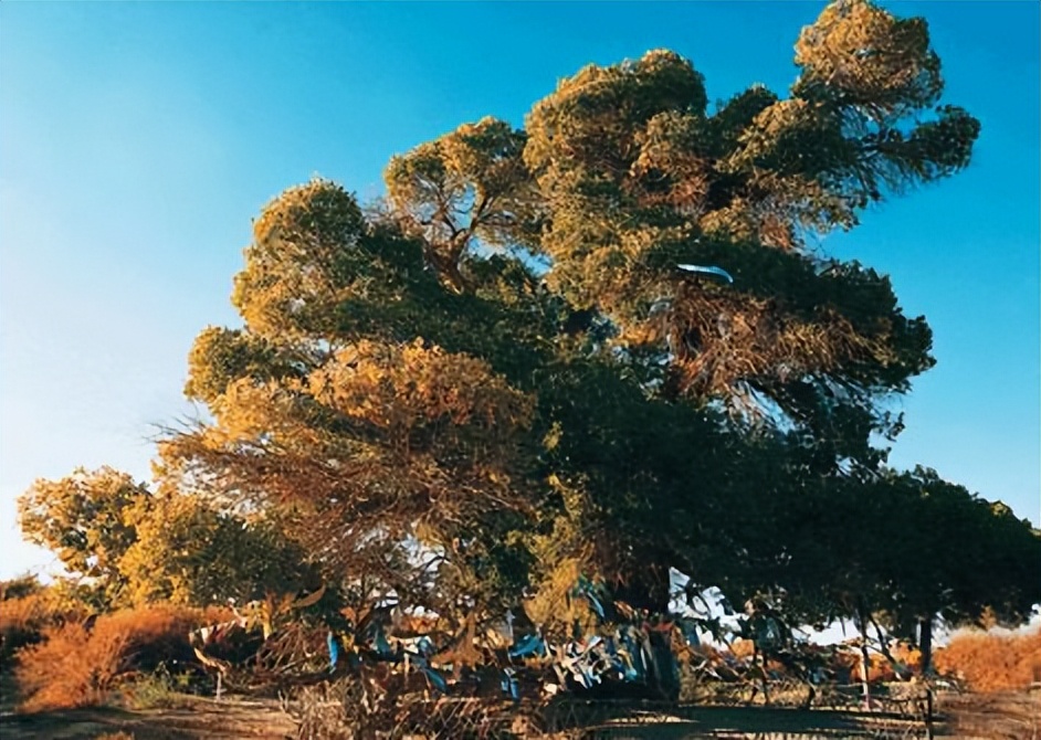 西南神树与天地之间的联系，以及它的类型，你知道吗？