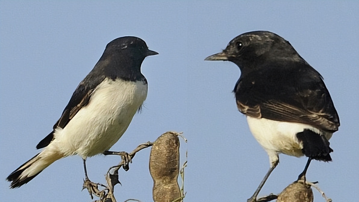 鸟儿大全高清图,高清珍稀鸟动态图片大全