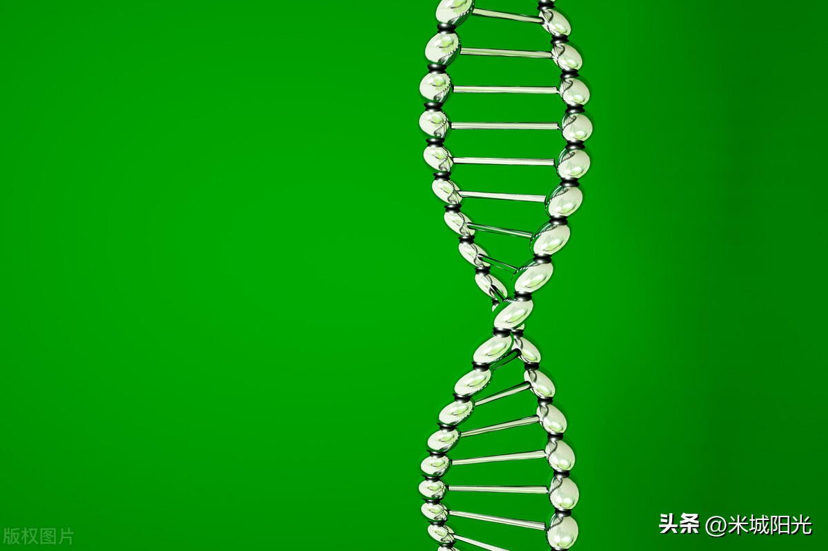 男女遗传基因决定生男孩还是女孩,生男生女到底是由什么原因决定的