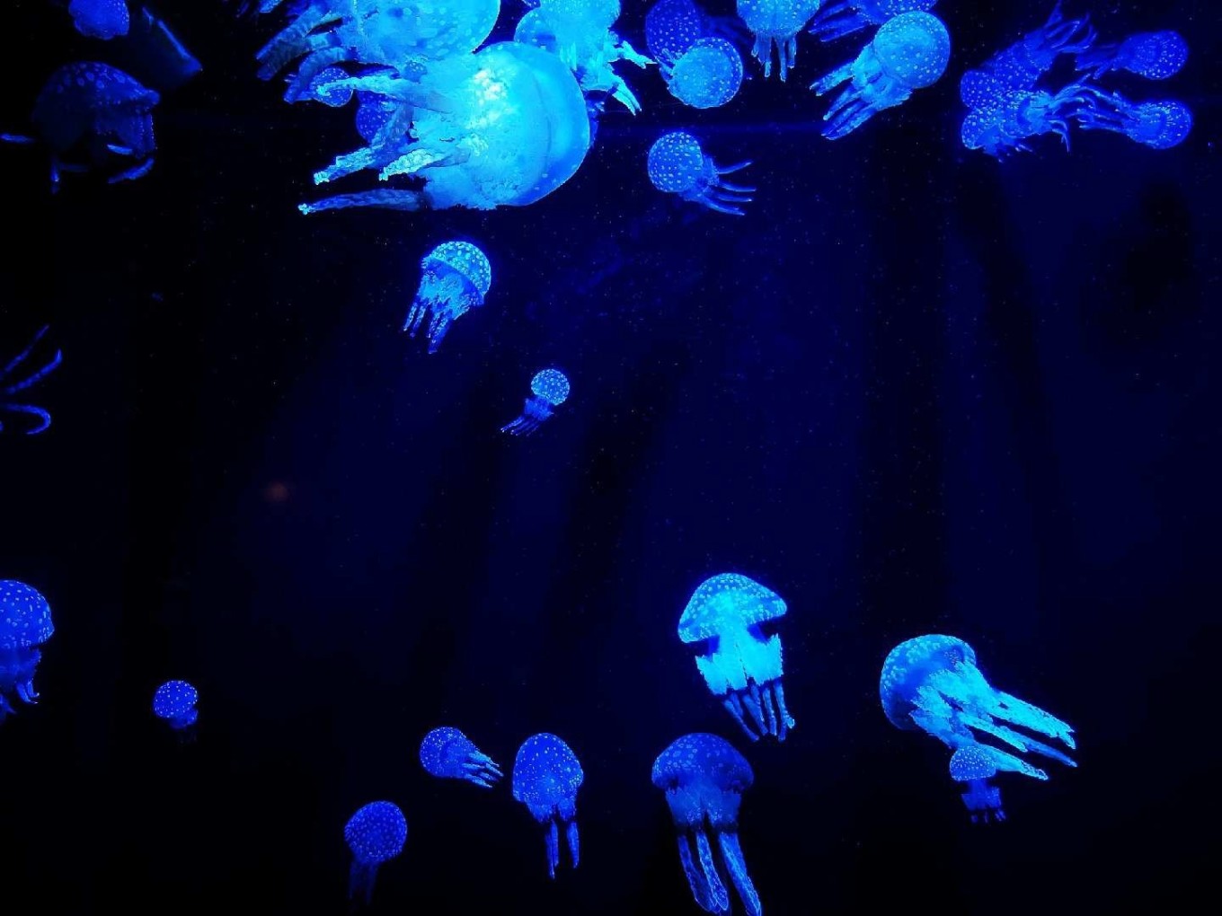 暑期档2019年,2019年暑期档