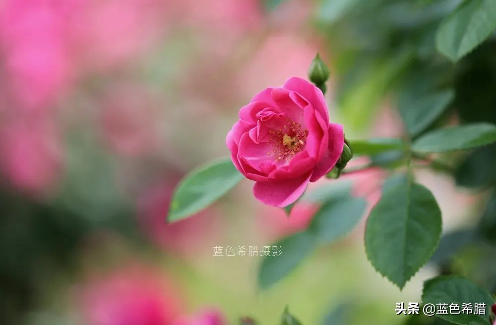 花花草草怎么拍出高级感,如何拍出惊艳的花卉