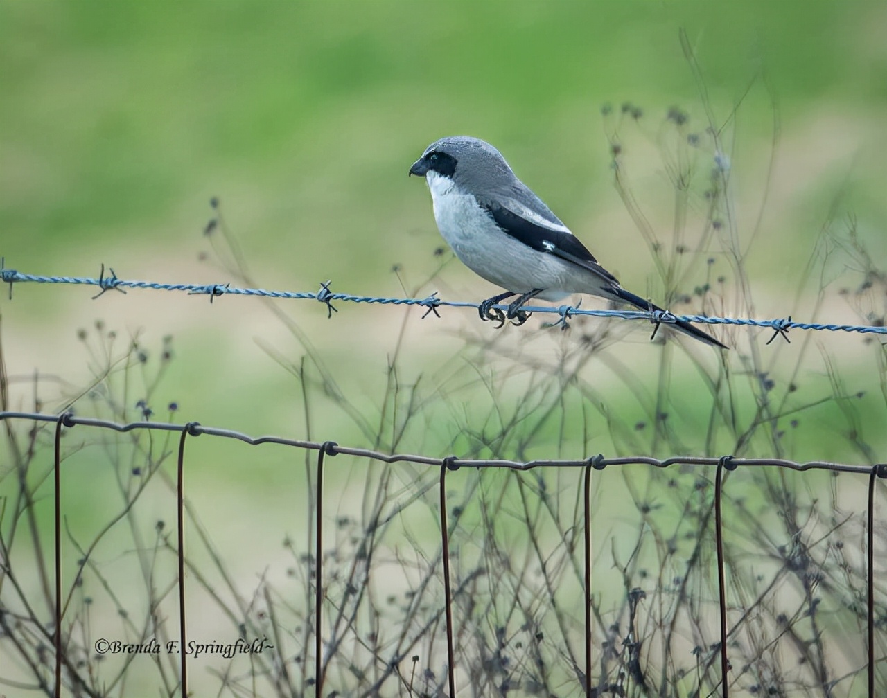 真实大象的照片,在野外拍到的真实大象
