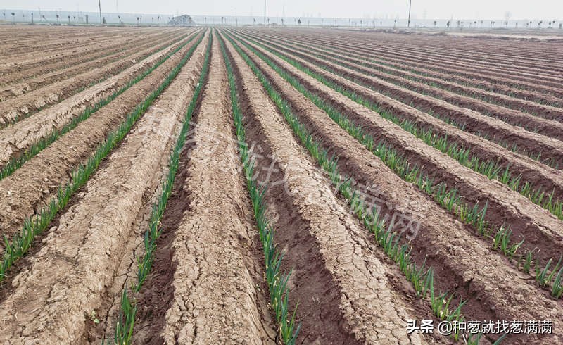 大葱种子哪个品种好种,大葱怎样选择土壤