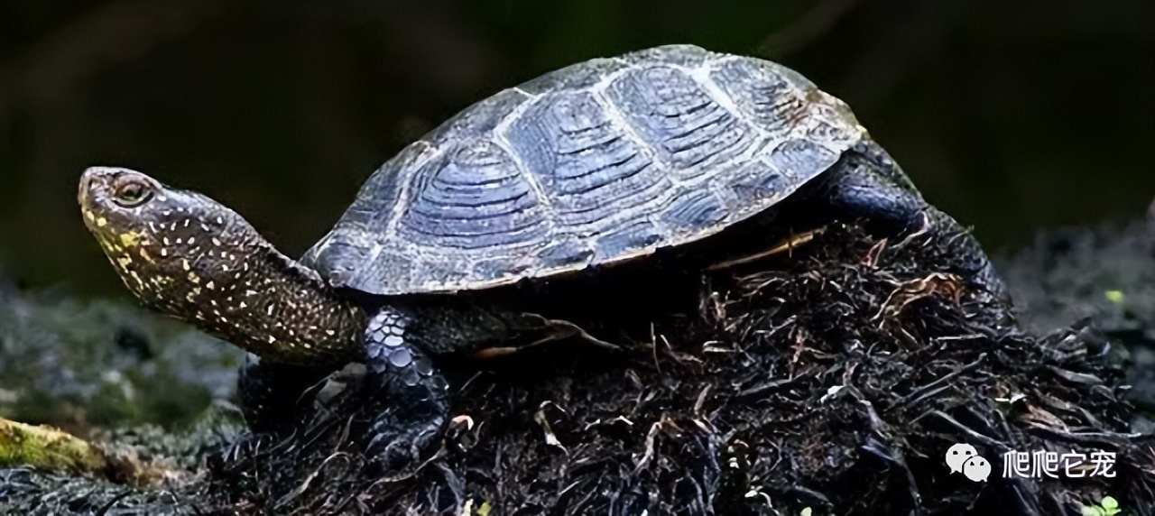 泥水养龟正确方法,泥水养龟教程必看