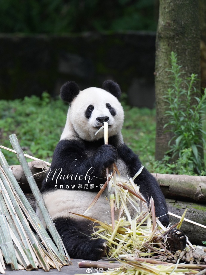 不高的高高和他不白的老婆白云——91年出生的童颜女神大熊猫白云