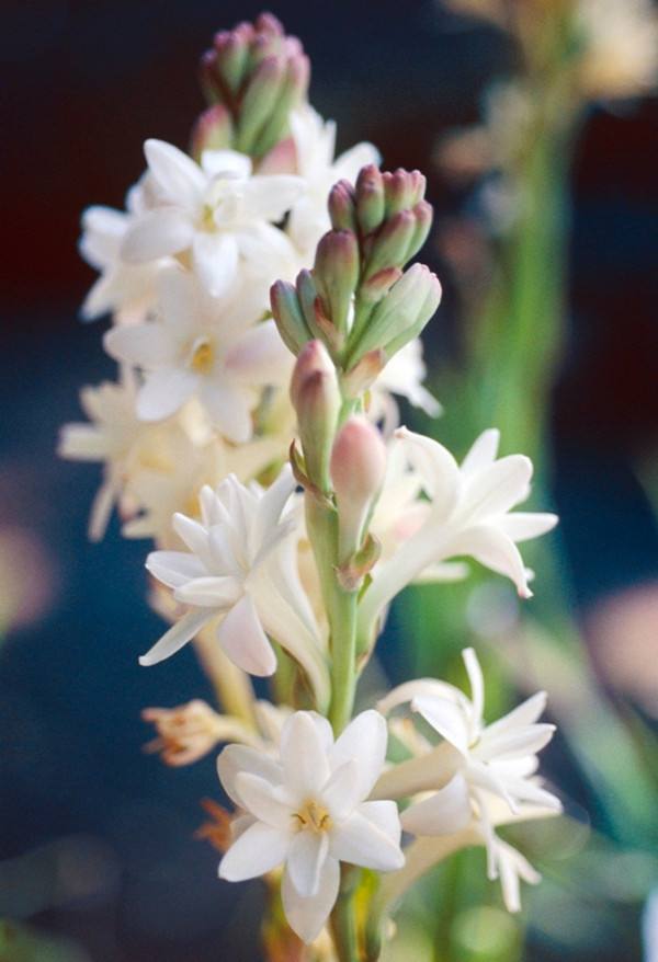 四种漂亮的女人花,可以泡茶的花有哪些