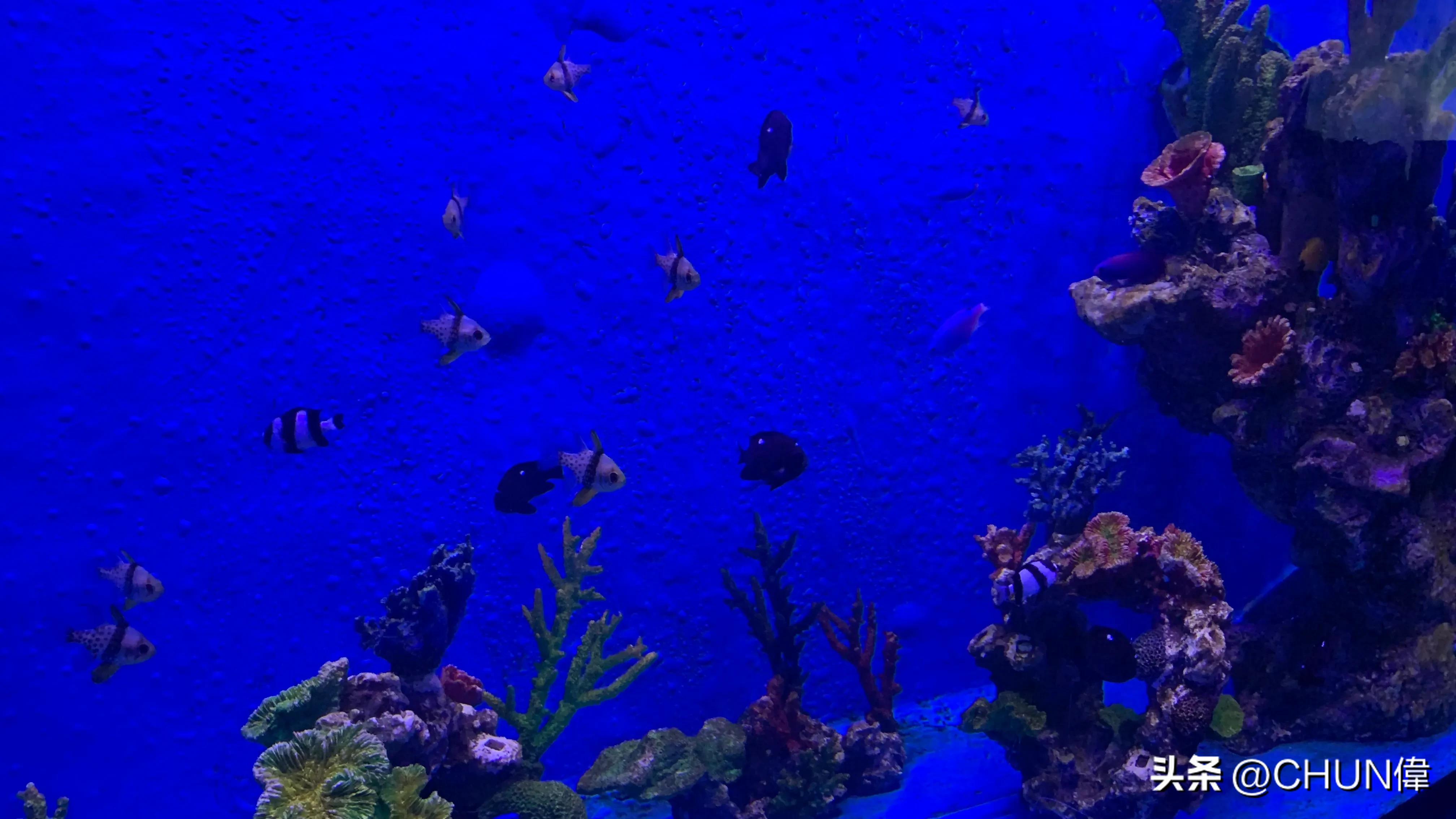 自由行厦门鼓浪屿四天怎么安排,鼓浪屿一日游五一