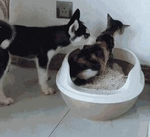 100件养猫好物,十元左右养猫好物分享