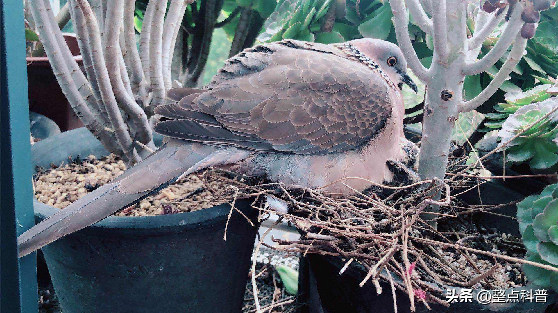 斑鸠能吃多少东西,斑鸠吃小斑鸠吗