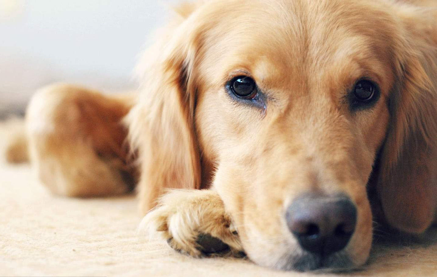 狗狗吃了草之后呕吐是什么原因,狗狗频繁吃草呕吐是什么原因