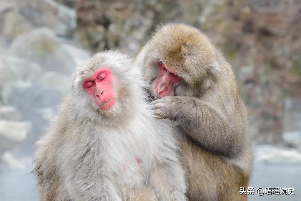 80年代头上为什么会有虱子,30年前都有虱子