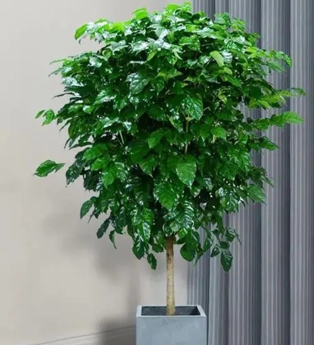 客厅养哪种发财树好,客厅养什么吉祥树最好