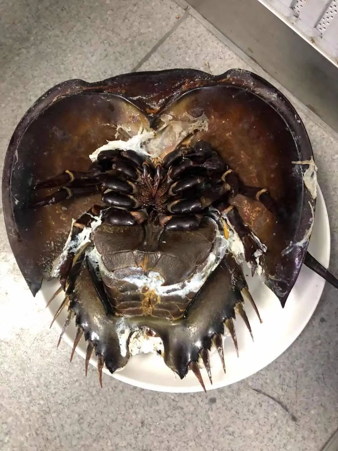 鲎为什么在中国很幸运,鲎真的有那么珍贵吗