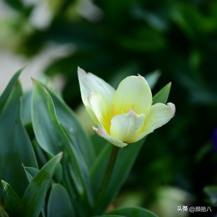 河马花园最耐阴植物,最漂亮的花园里的郁金香