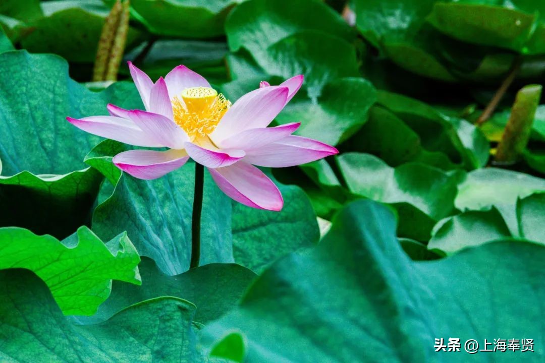 流“莲”忘返！来南桥这些地方邂逅夏天的浪漫→