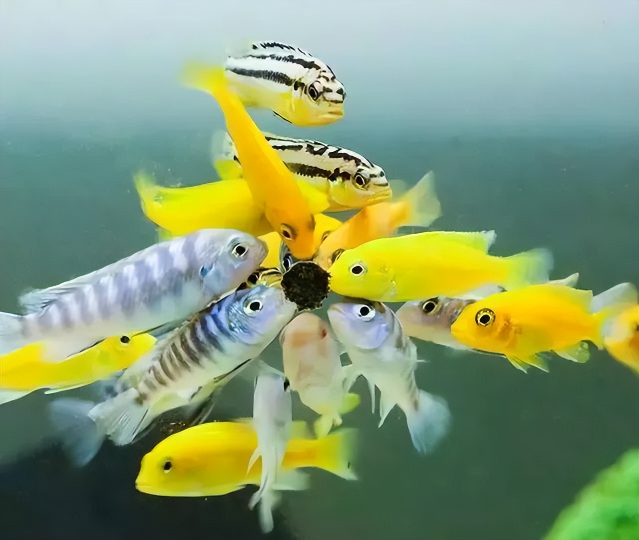 小缸什么观赏鱼最好养又存活率高,适合新手小缸养的小型温顺观赏鱼