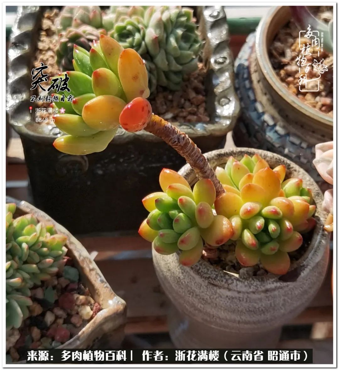 奔跑吧跑步,奔跑吧多肉盆栽