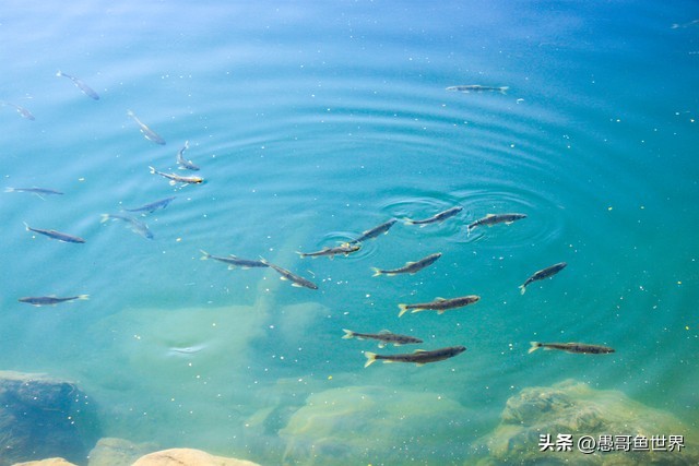 青海湟鱼那么多为什么要保护,救命的青海湖湟鱼