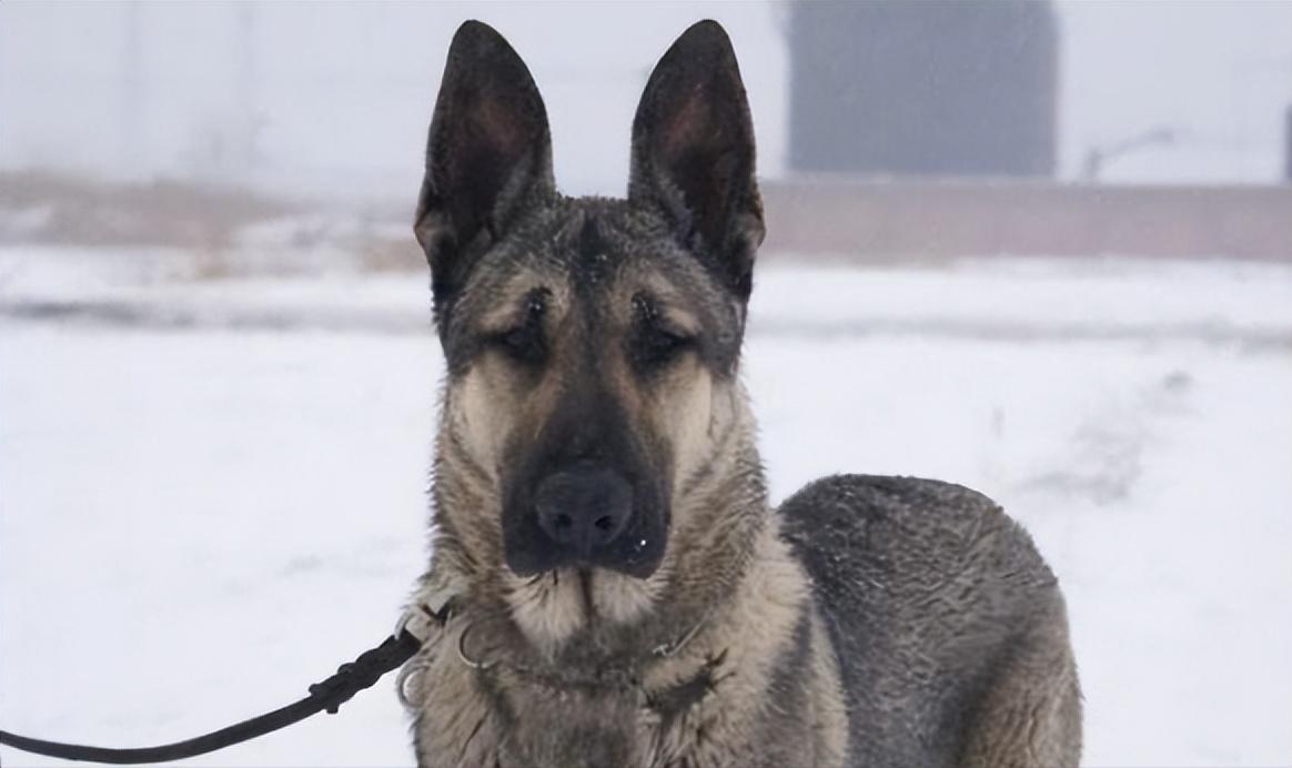 1939年日本狼狗部队,董翰良训练中国狼狗