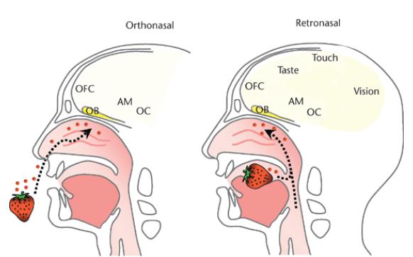 捏住鼻子闭眼尝不出来,把鼻子捏住吃东西没有味道