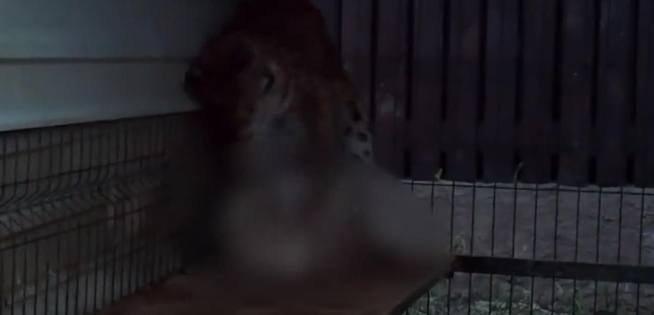 20年广东老太捡到一只“野猫”,越养越不对劲,专家看后立即报案