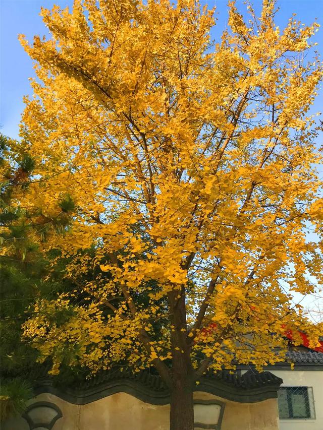 大自然中树有哪些秘密呢,神奇的大自然神奇的树