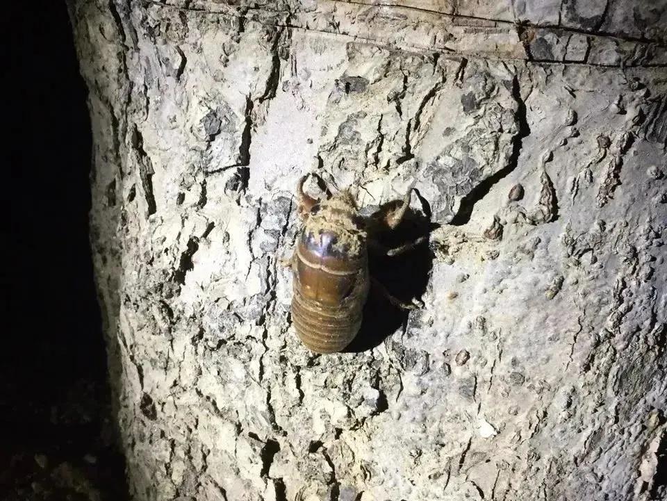 鐑熷彴浜哄枩娆㈢殑娴烽矞,鐑熷彴浜烘渶鐖辩殑娴烽矞