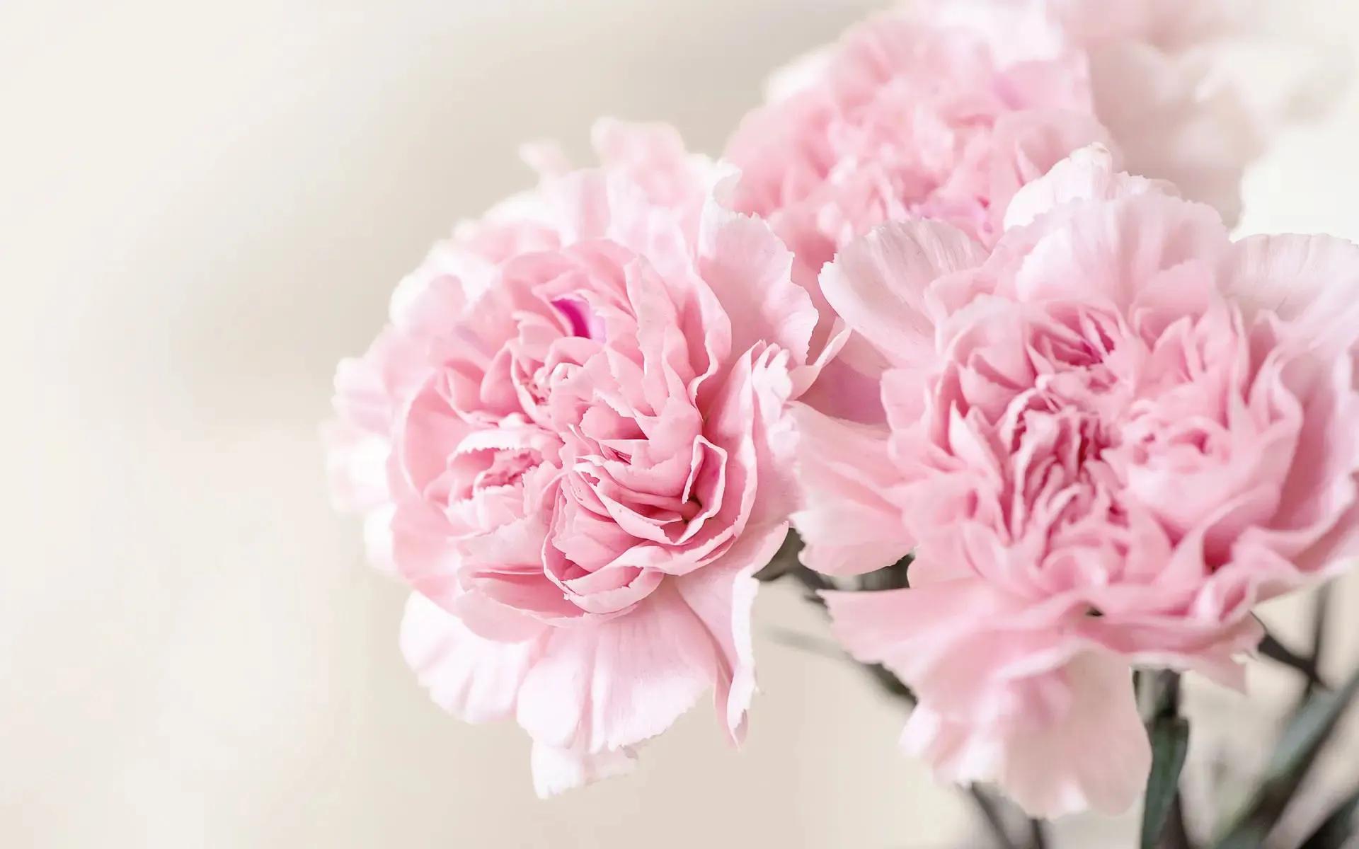 国色天香秀色可餐的美女 (秀色可餐与国色天香)