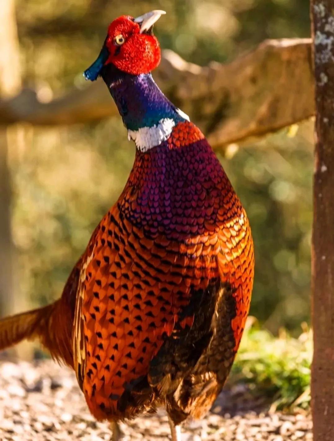 抓野鸡，他有高招！