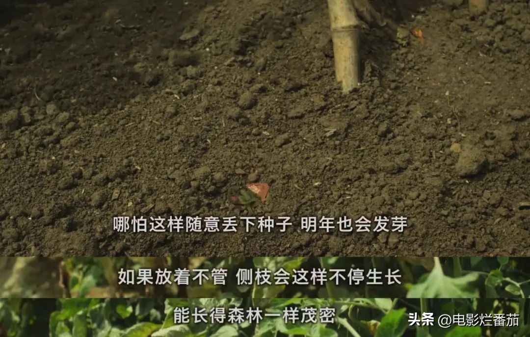 豆瓣9.0，日本乡间简素的一餐一饭，治好了无数人的“精神内耗”