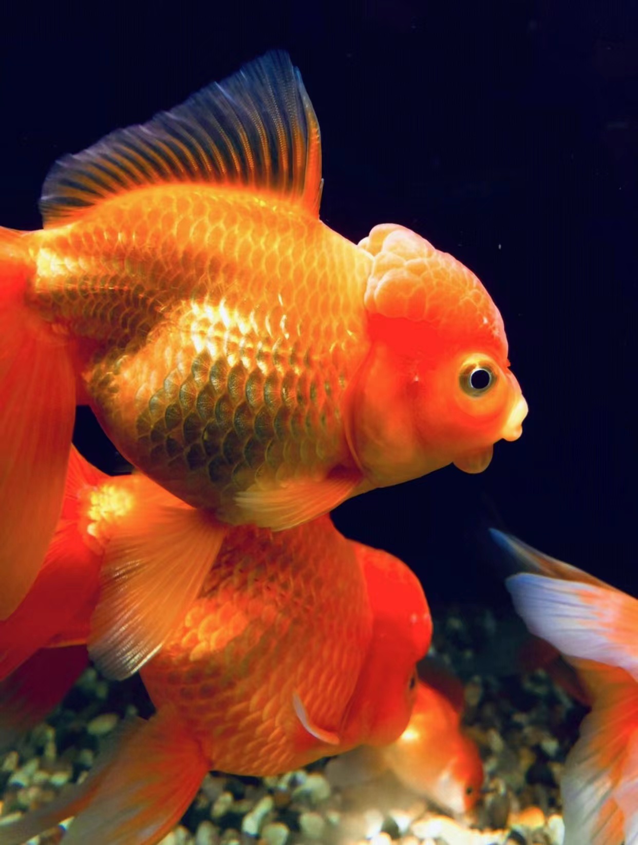 厦门奇葩户型大合集,厦门十大顶级户型