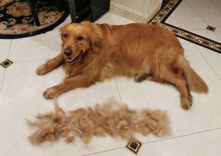 哪些狗掉毛少聪明还好养,狗类掉毛排行榜