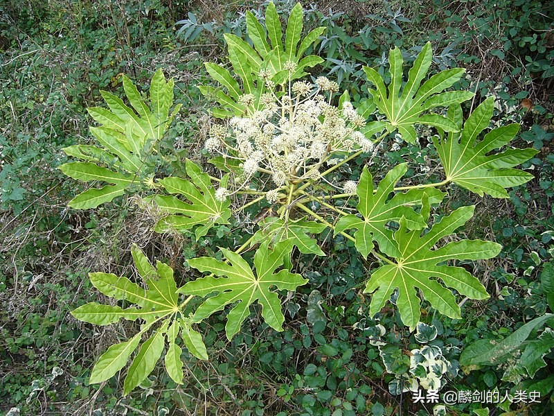 植物界分两大类,植物界门纲目科属一览表
