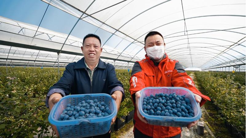 蓝莓产业筑起农民致富路,蓝莓基地一年收入