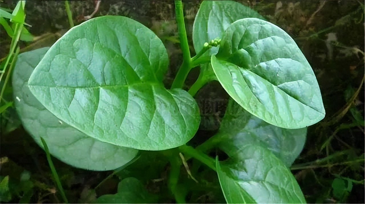 木耳菜能生吃的吗,木耳菜可以随便吃吗