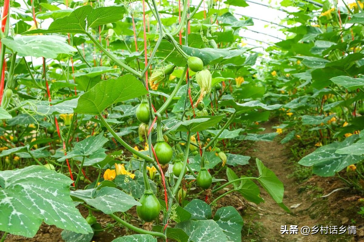 黄瓜南瓜丝瓜的花多半都不会结果,节节瓜开花后怎样才能结瓜