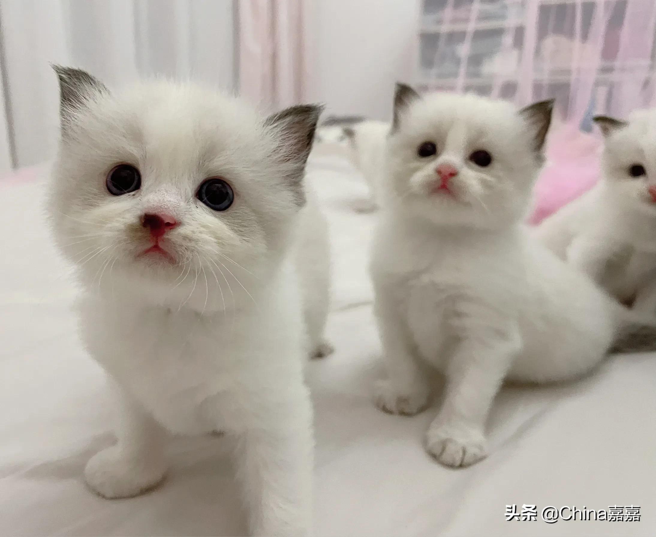 被猫咪治愈的退休生活