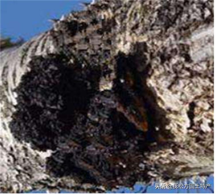 桦树茸用途,桦树茸多糖