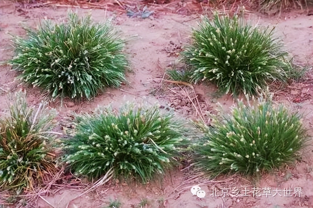 缁挎櫘鏂瑰渾鑺卞崏绉戞妧鏈夐檺鍏徃,缁挎櫘鏂瑰渾