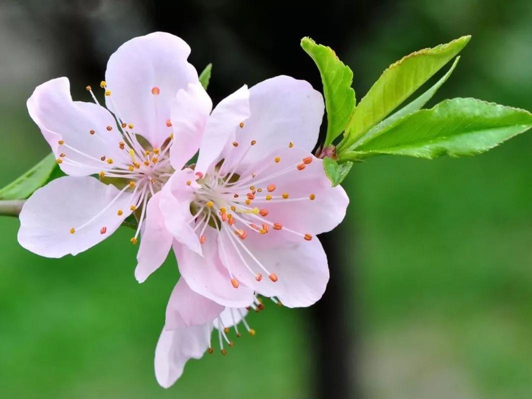 关于桃花的七言绝句古诗,5首久不见经传的桃花诗值得一读