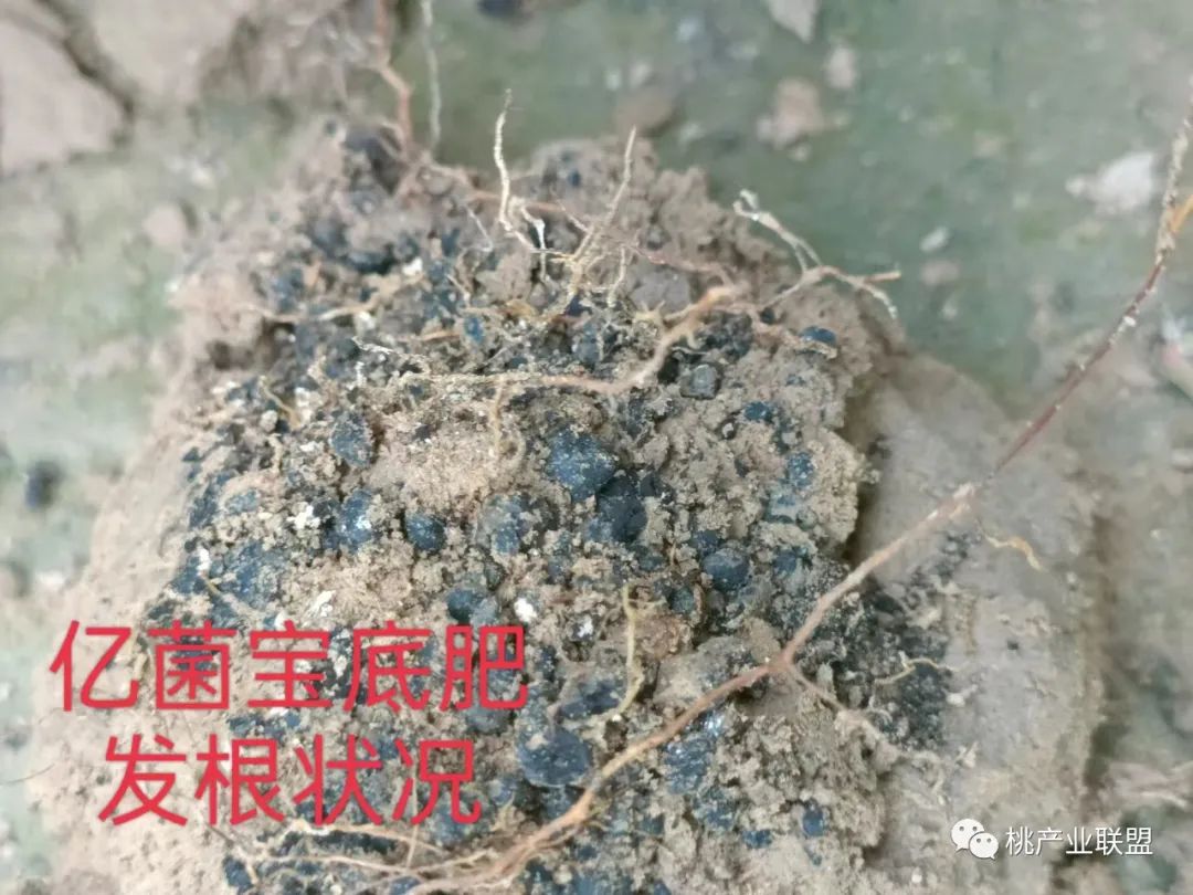 怎么鉴别真假羊粪,如何鉴别真假羊粪