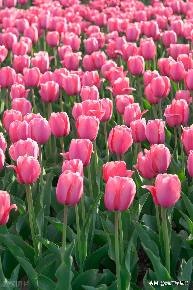 一定不要错过郁金香开花的季节,郁金香鲜花什么季节有