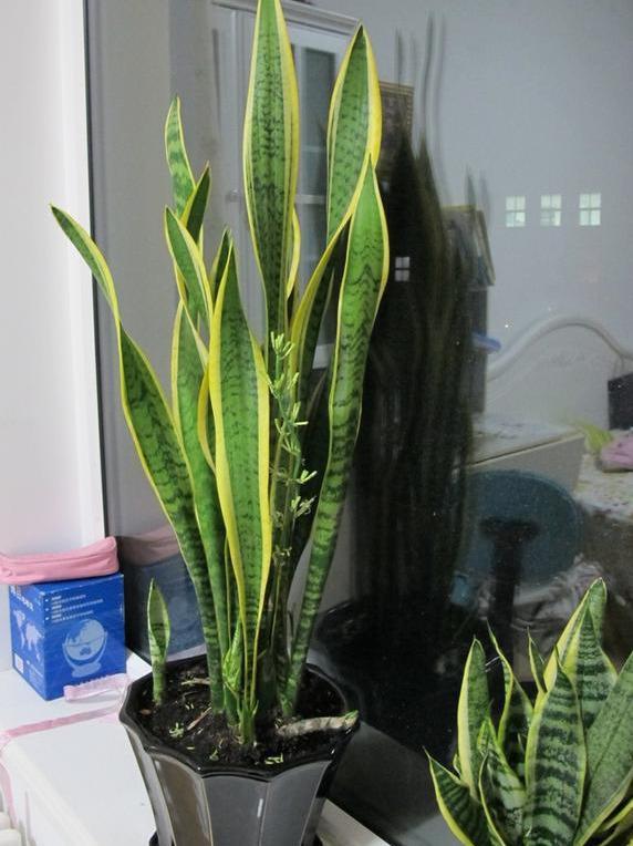 越养越吉利的三种花有哪些,玫瑰花老桩用大盆还是小盆栽培