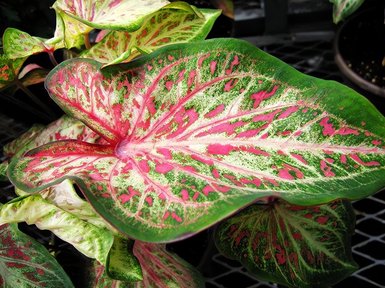 好养的喜阴花有哪些室内,哪些花喜阴不见阳光也可以生长